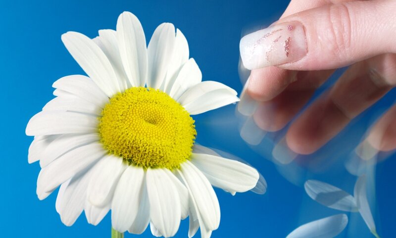 Hand Touching Daisy Flower