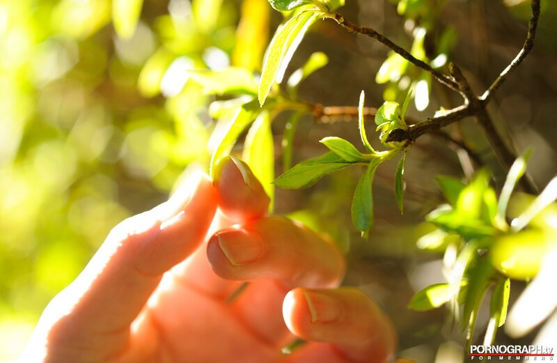 hand touching green leaves