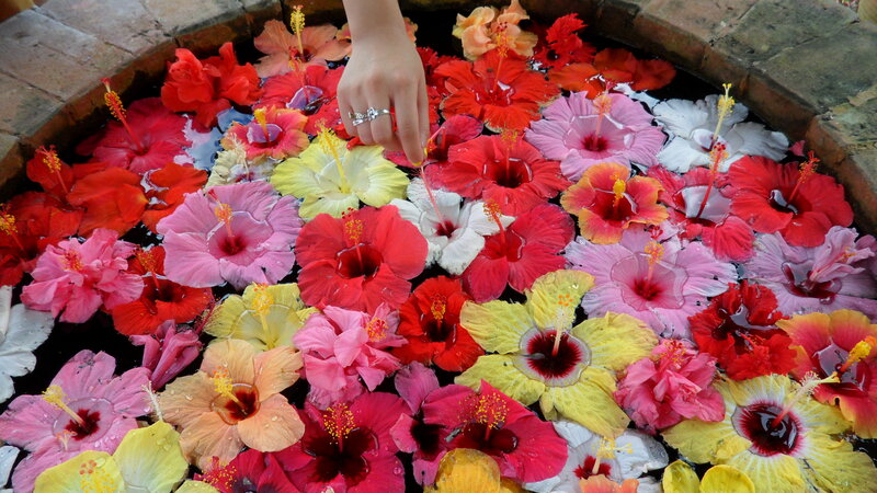 Hand Touching Hibiscus Flowers