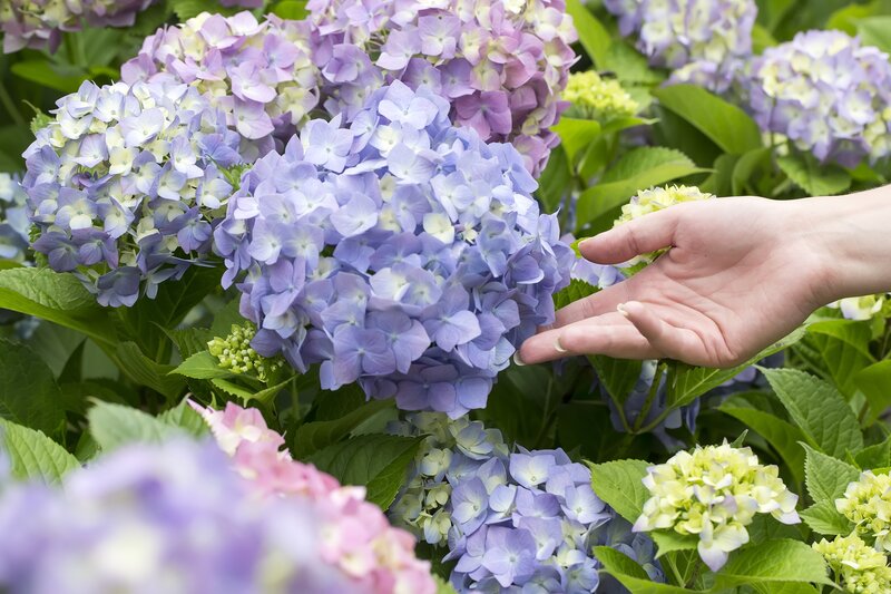 Hand Touching Hydrangea