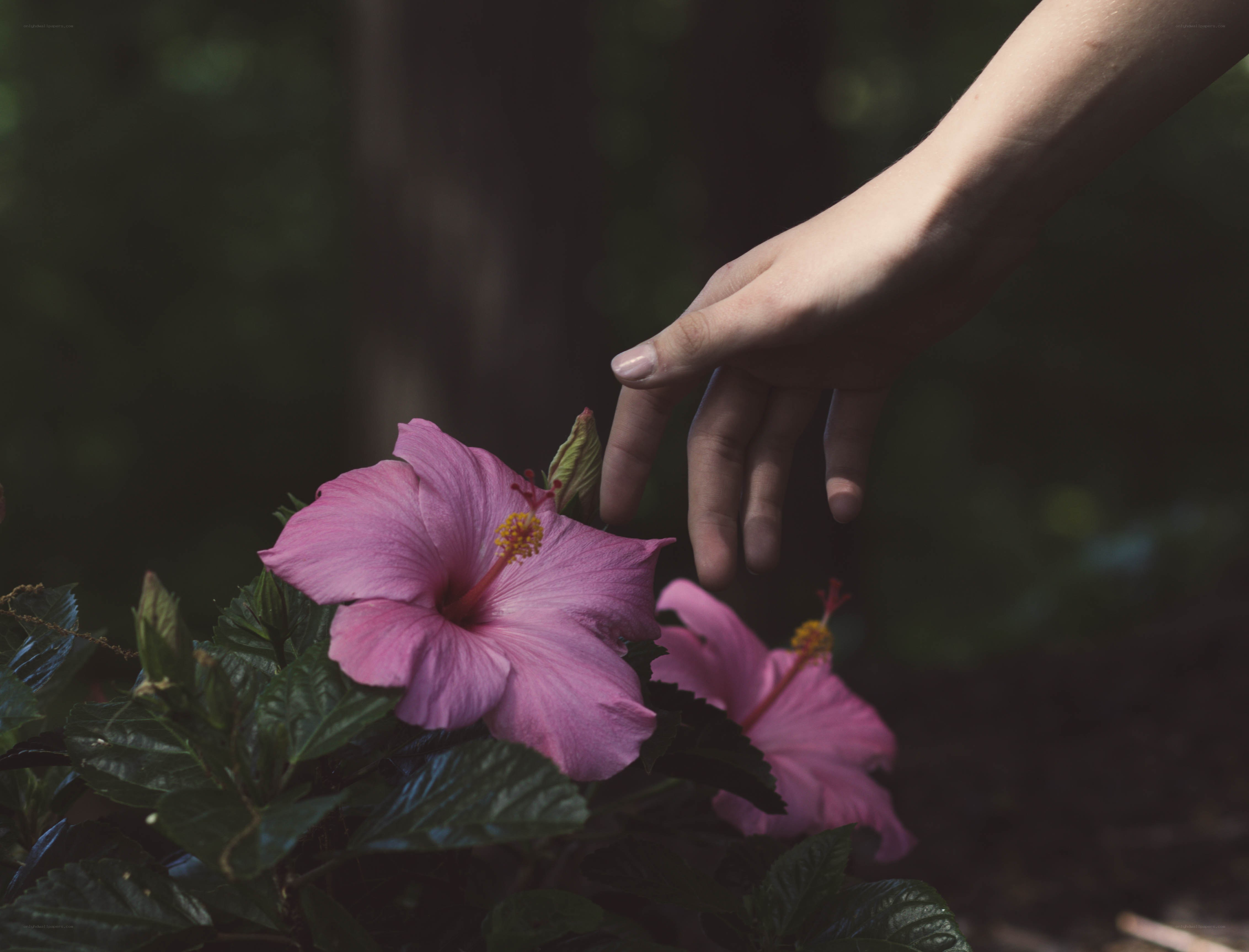 hand touching pink hibiscus flower