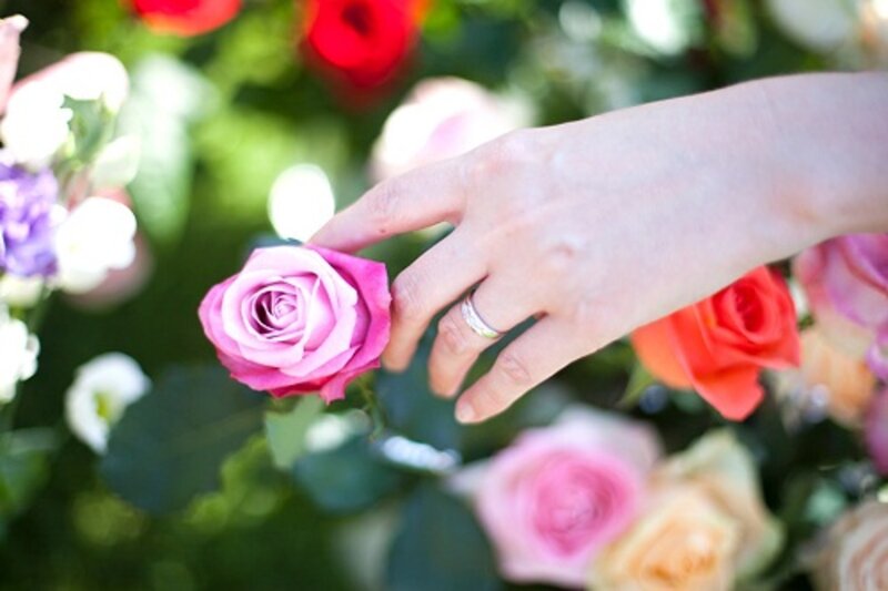 Hand Touching Pink Rose