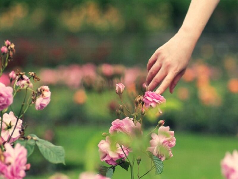 Hand Touching Pink Roses — Serene