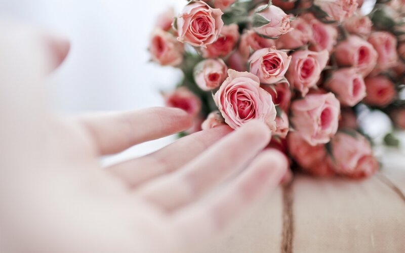 Hand Touching Pink Roses