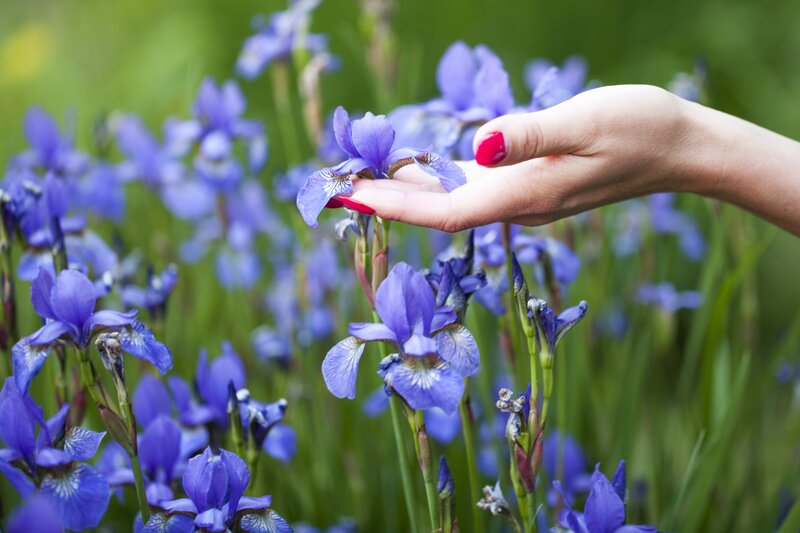 Hand Touching Purple Iris