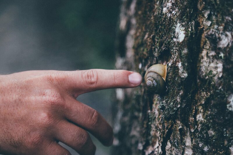 Hand Touching Snail
