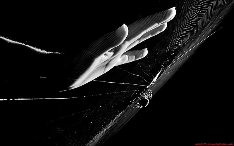 Hand Touching Spiderweb
