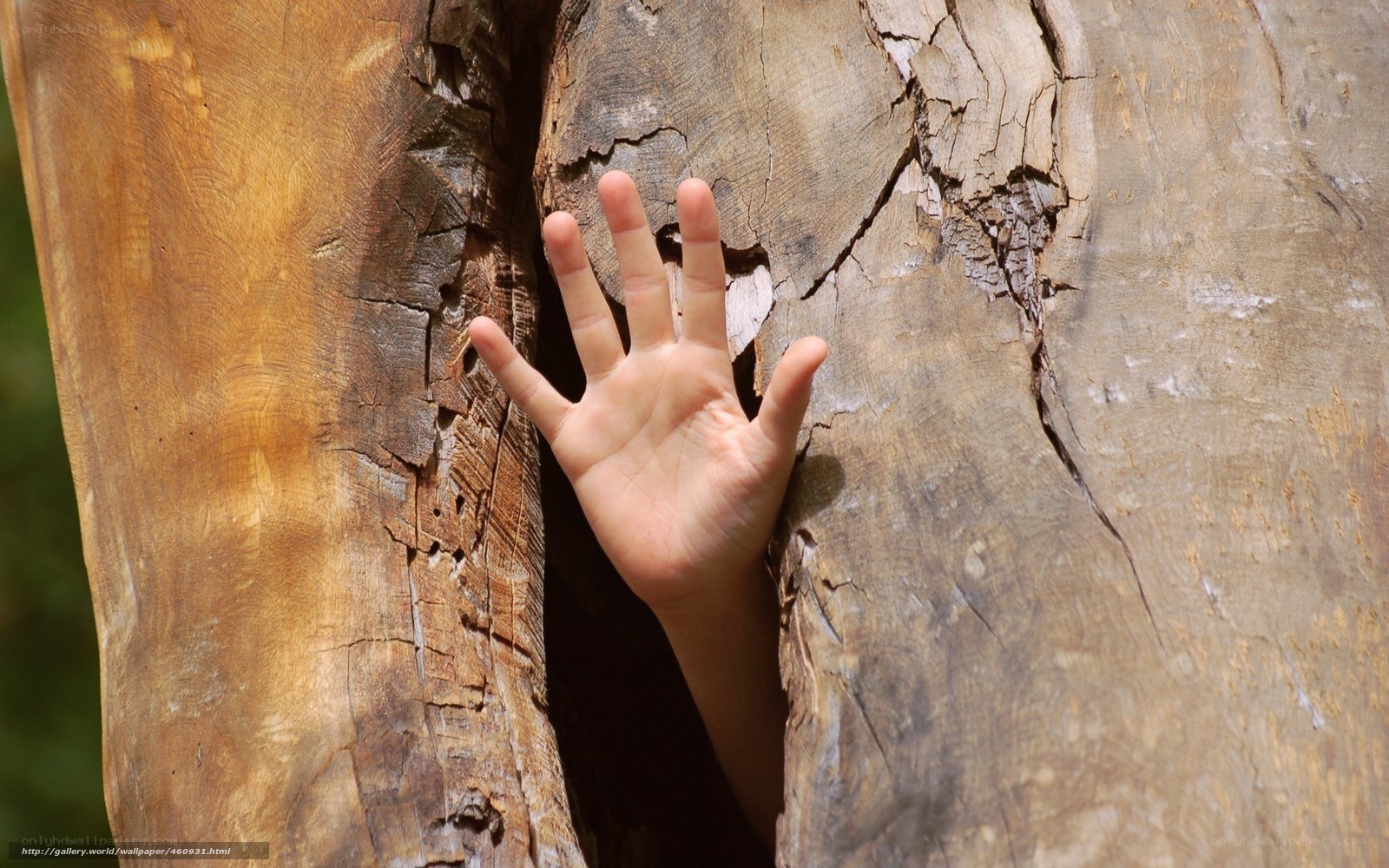 hand touching tree bark
