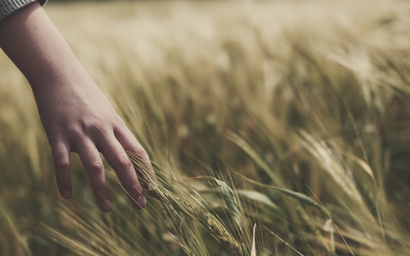 hand touching wheat field