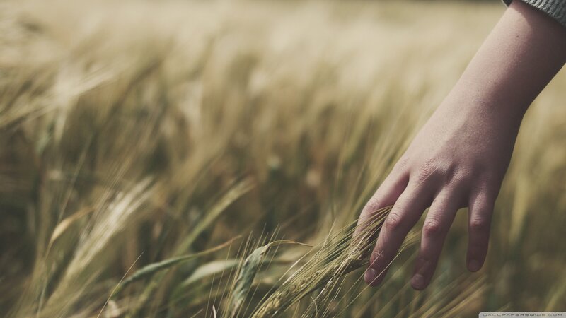 hand touching wheat field