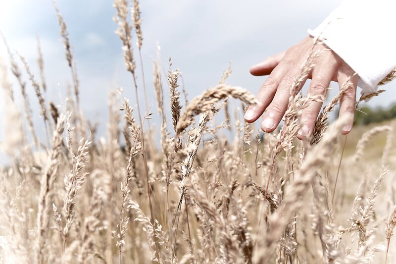 hand touching wheat field