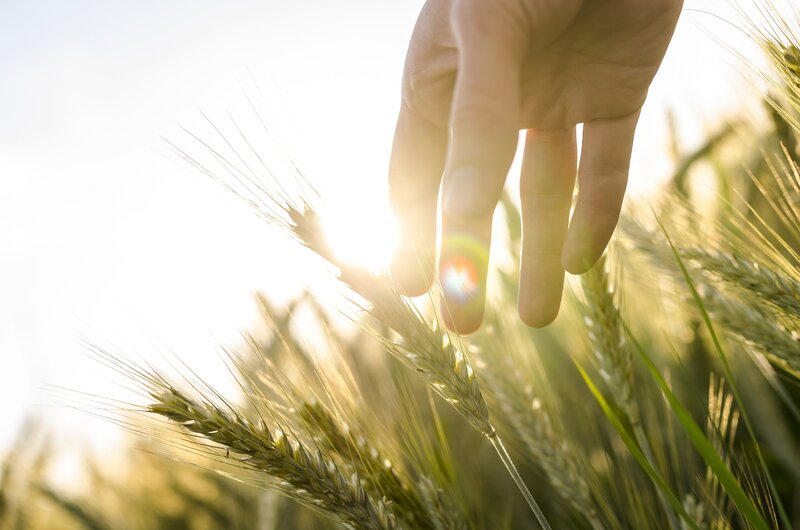 Hand Touching Wheat — Gold
