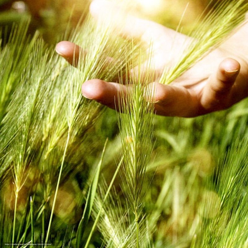 hand touching wheat in field