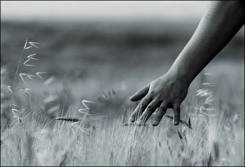 Hand Touching Wheat