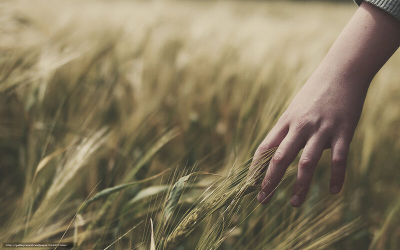 Hand Touching Wheat — Yellow, Serene