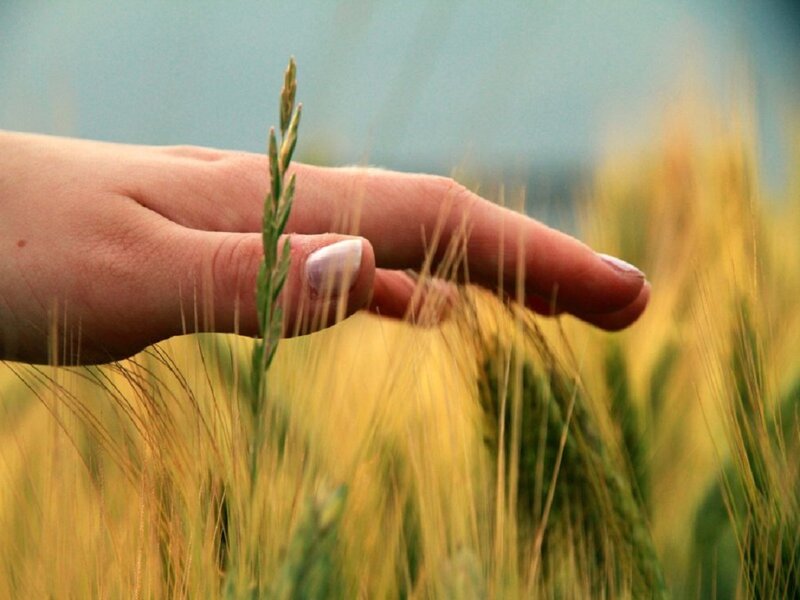 Hand Touching Wheat — Yellow
