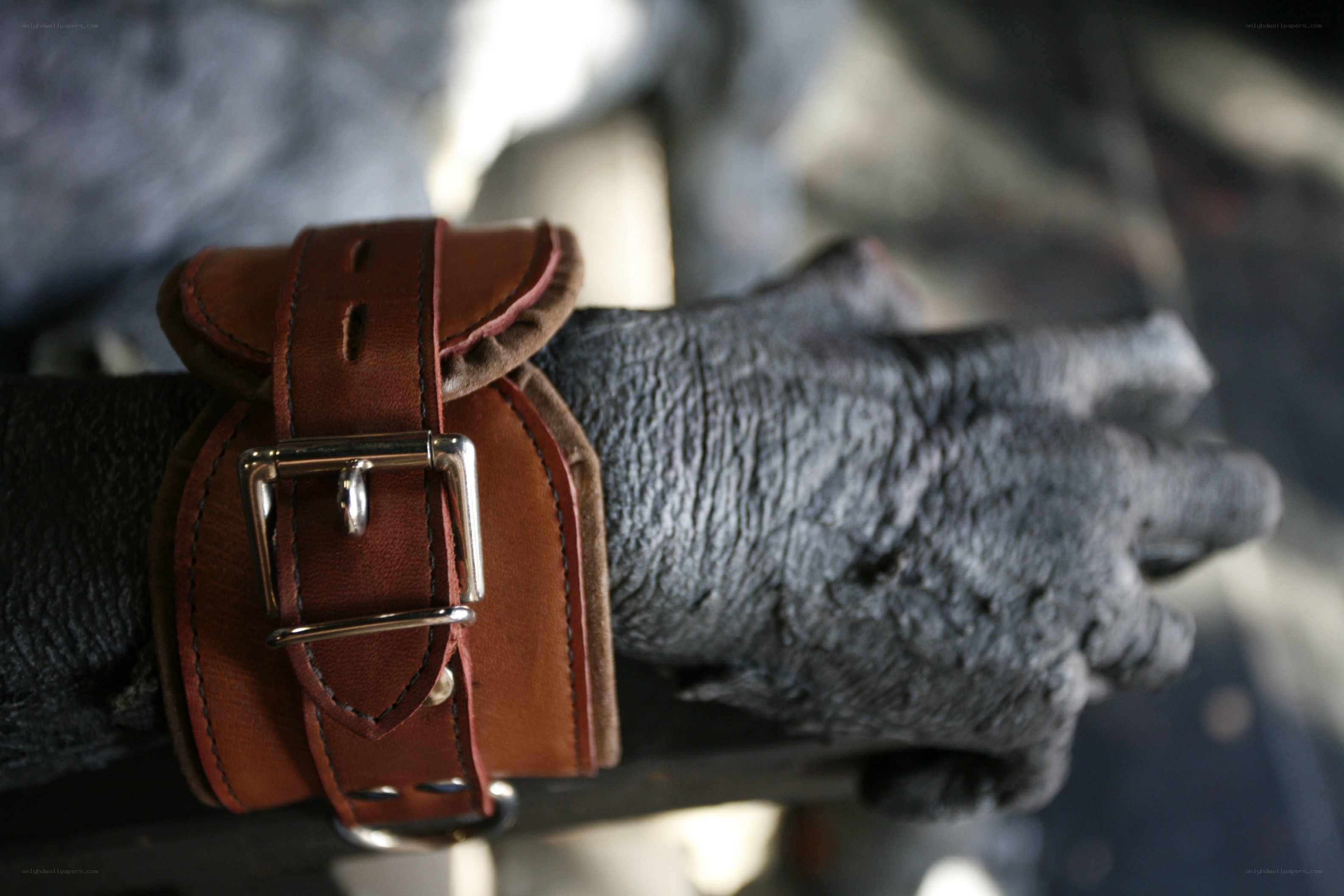 hand with leather restraint