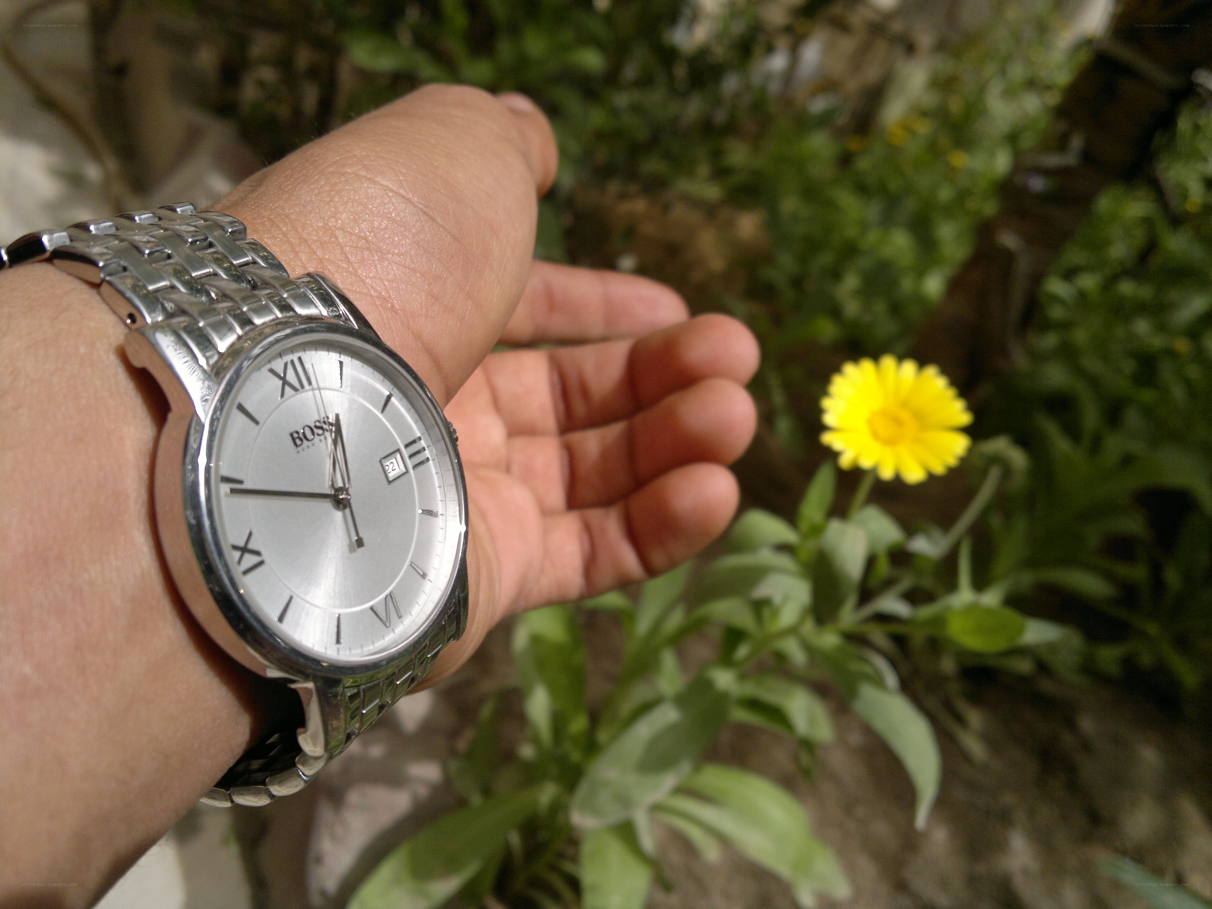hand with watch and yellow flower