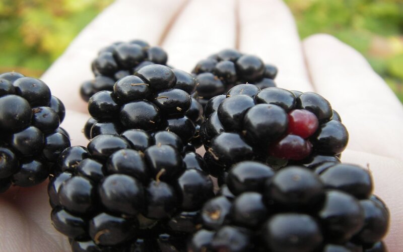 Handful of fresh blackberries
