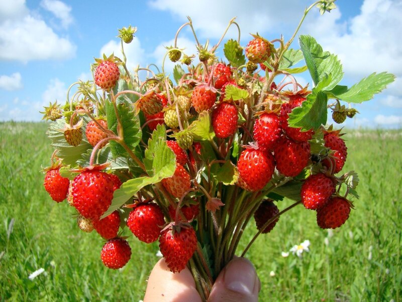 Handful of fresh strawberries