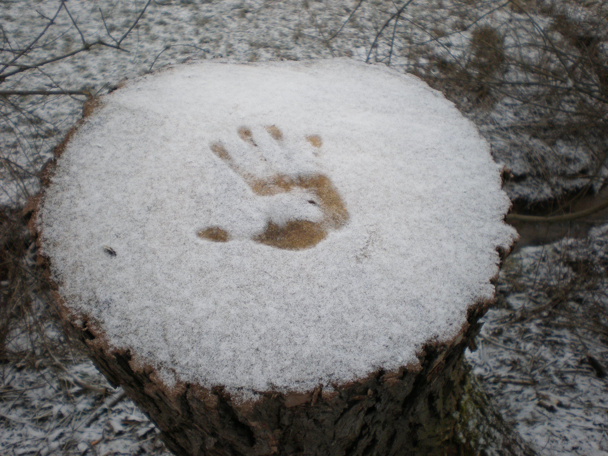 handprint in snow on tree stump