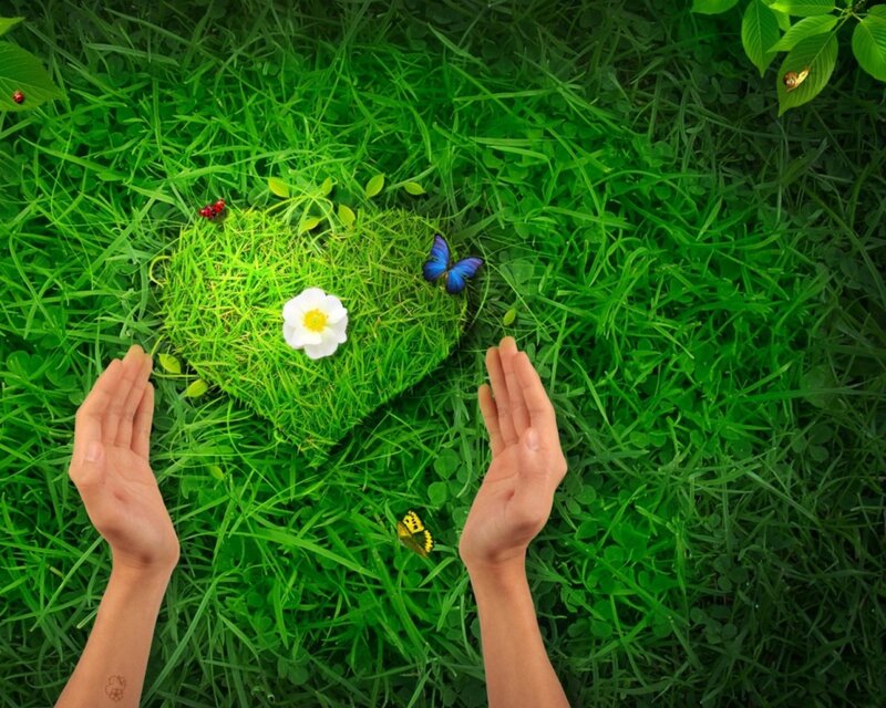 hands cradling a heart of grass