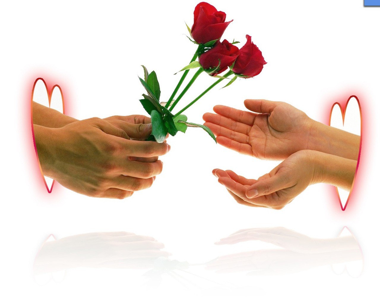 hands exchanging red roses