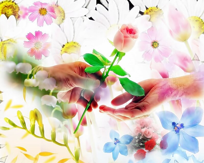 Hands Exchanging Rose