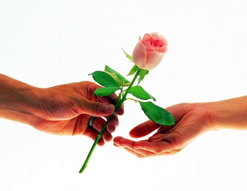 Hands Exchanging Rose — White, Calm