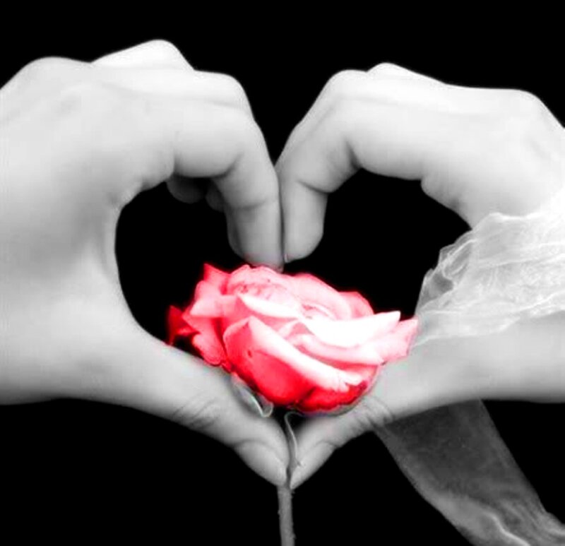 Hands Forming Heart with Rose