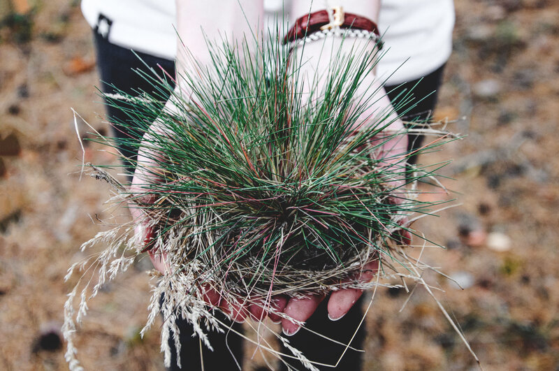 hands holding a clump of grass
