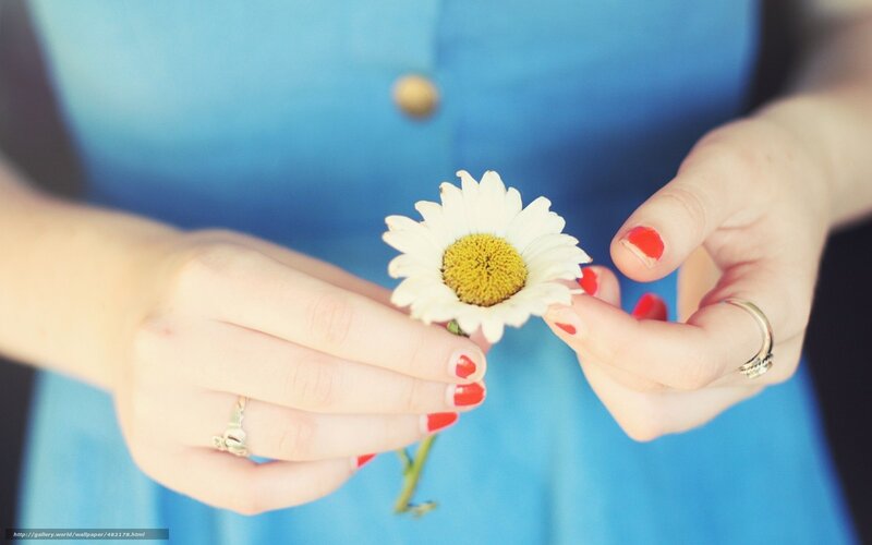 hands holding a daisy flower