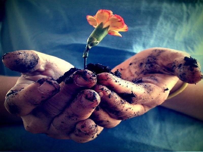 hands holding a flower