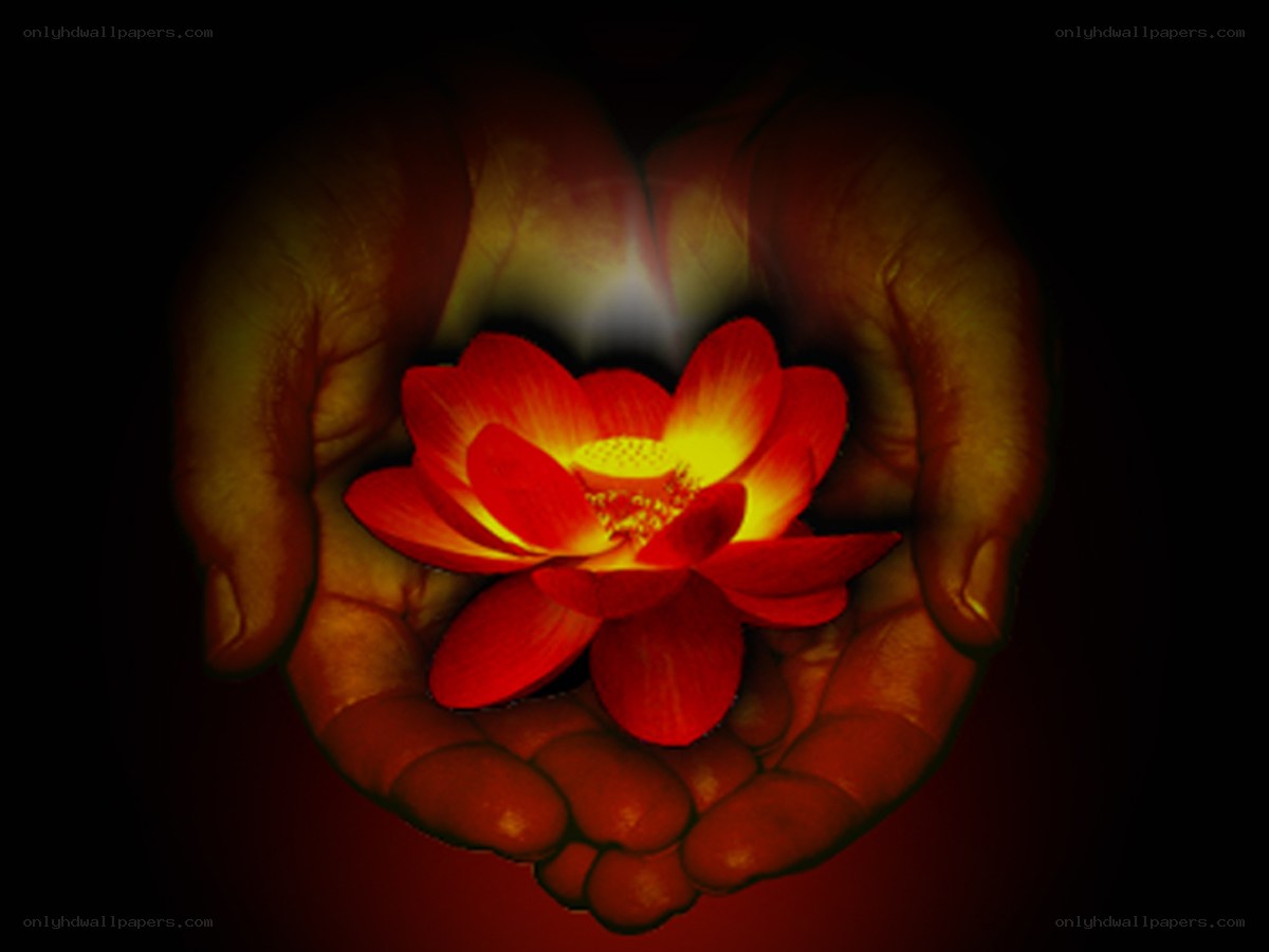 hands holding a glowing lotus