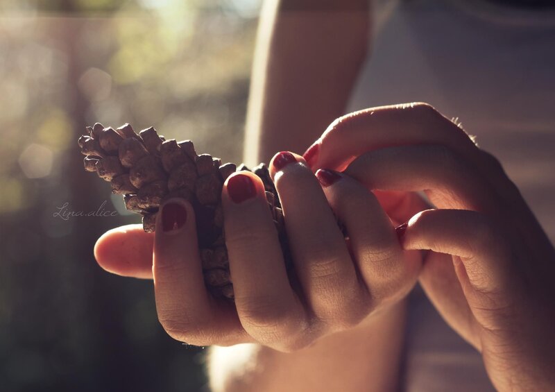 hands holding a pinecone