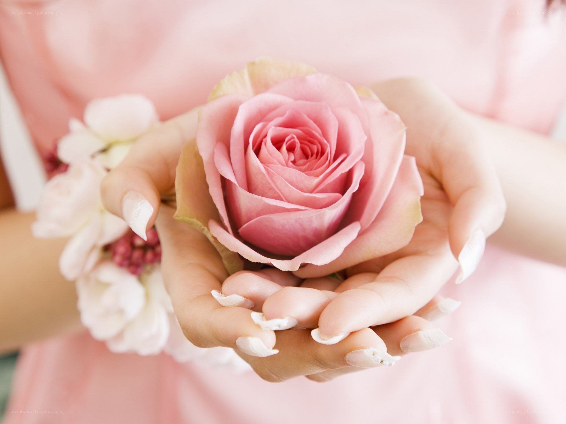 hands holding a pink rose