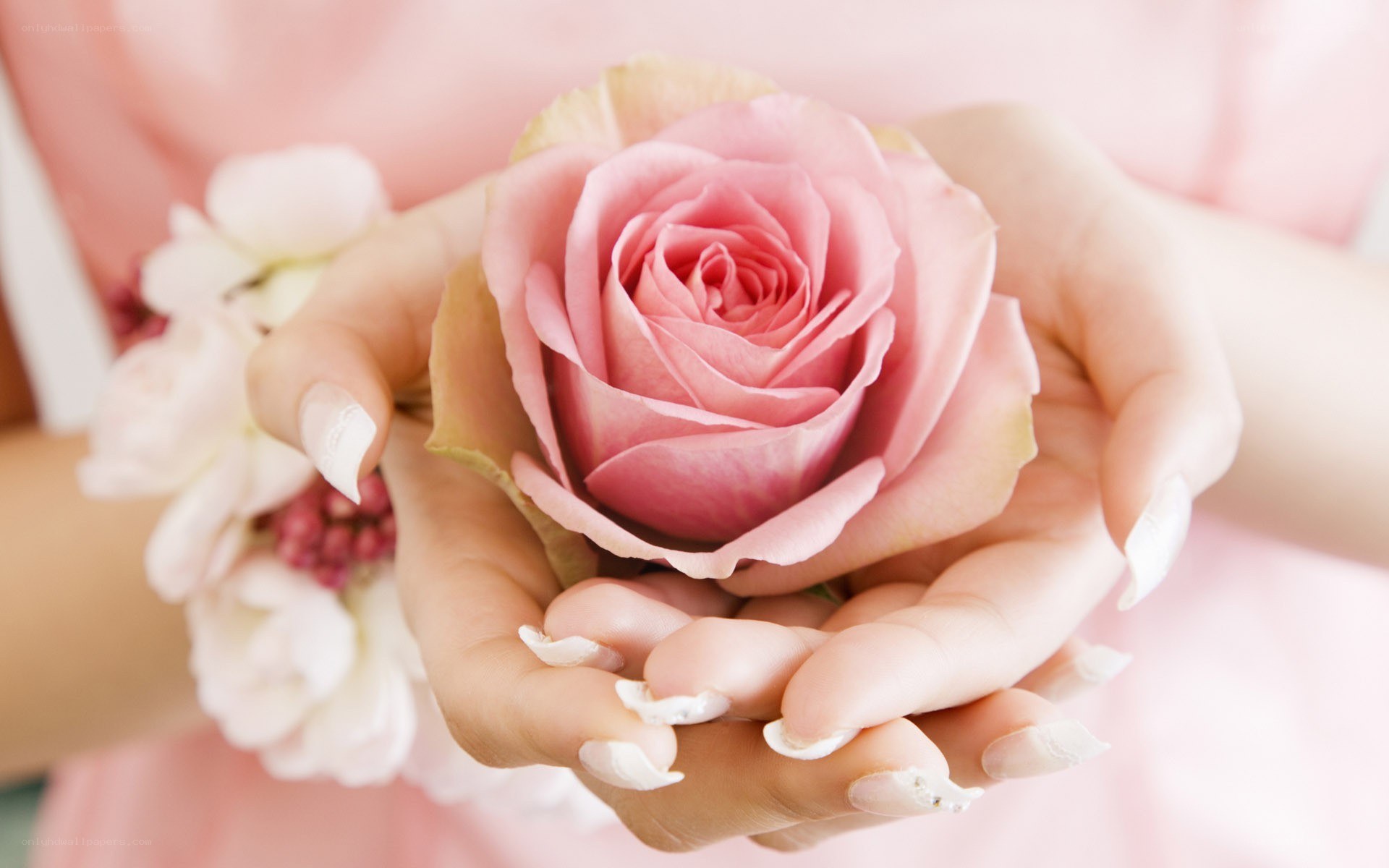 hands holding a pink rose