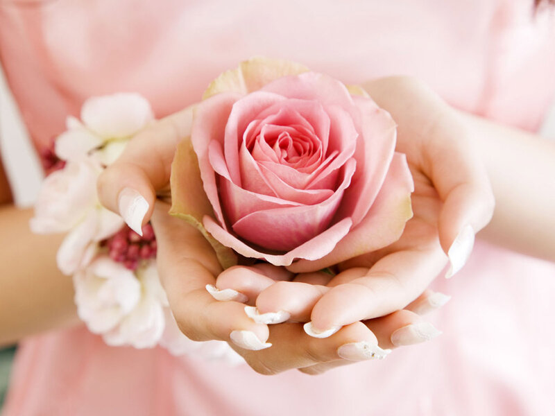 hands holding a pink rose
