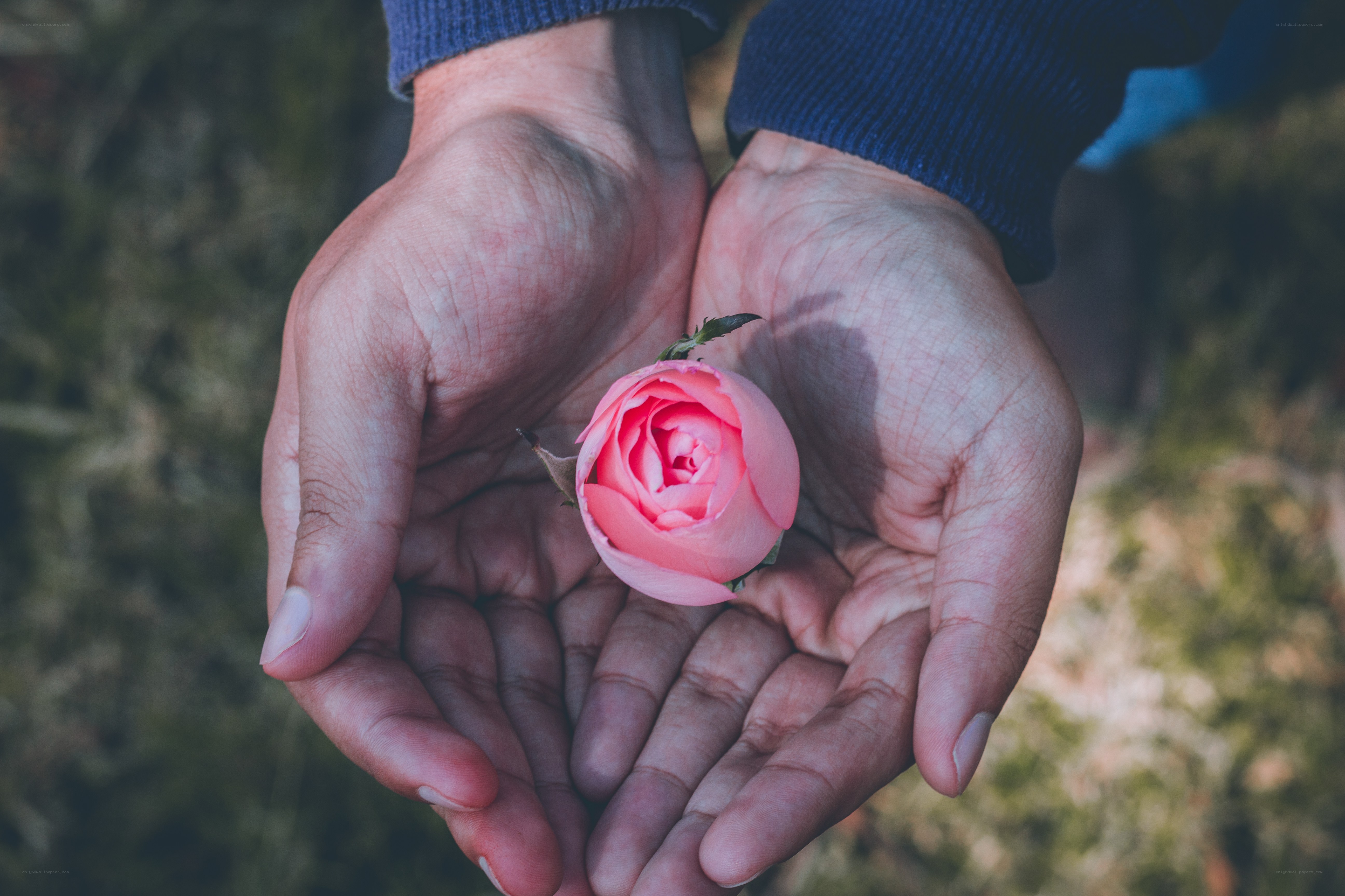 Hands holding a pink rose