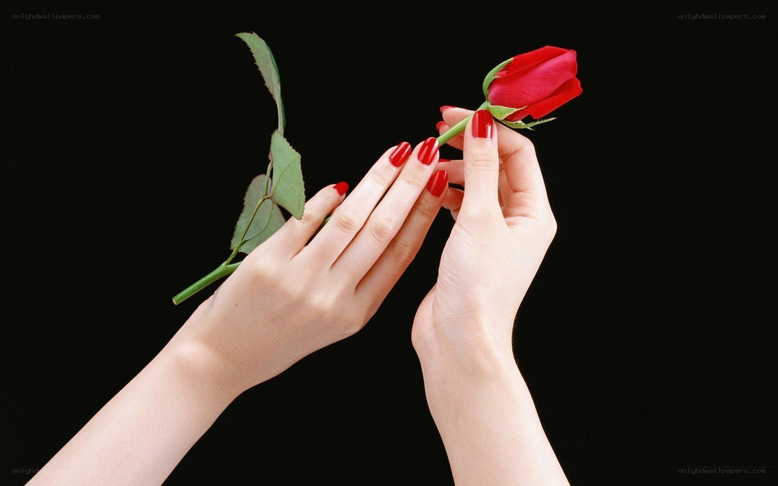hands holding a red rose