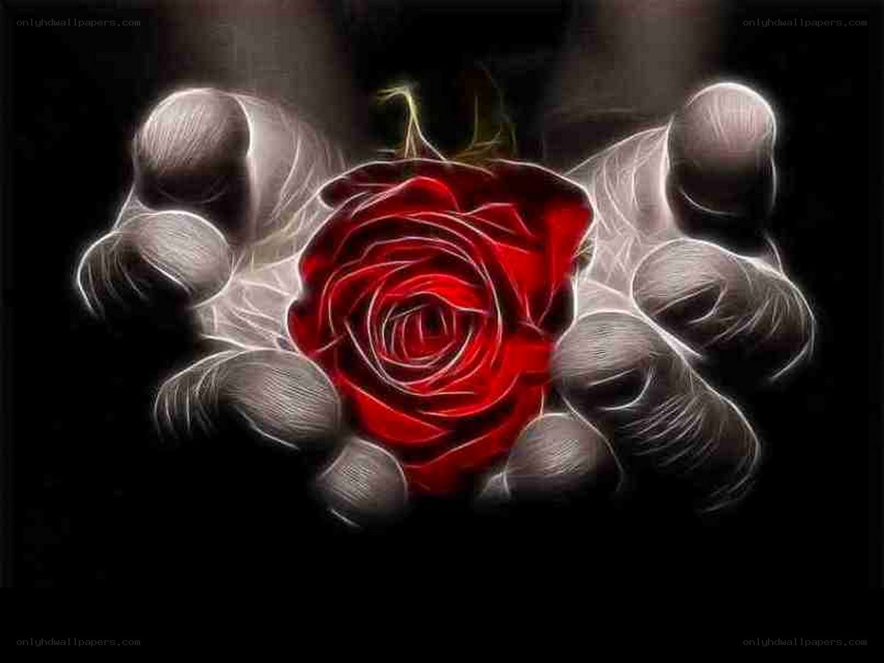 hands holding a red rose