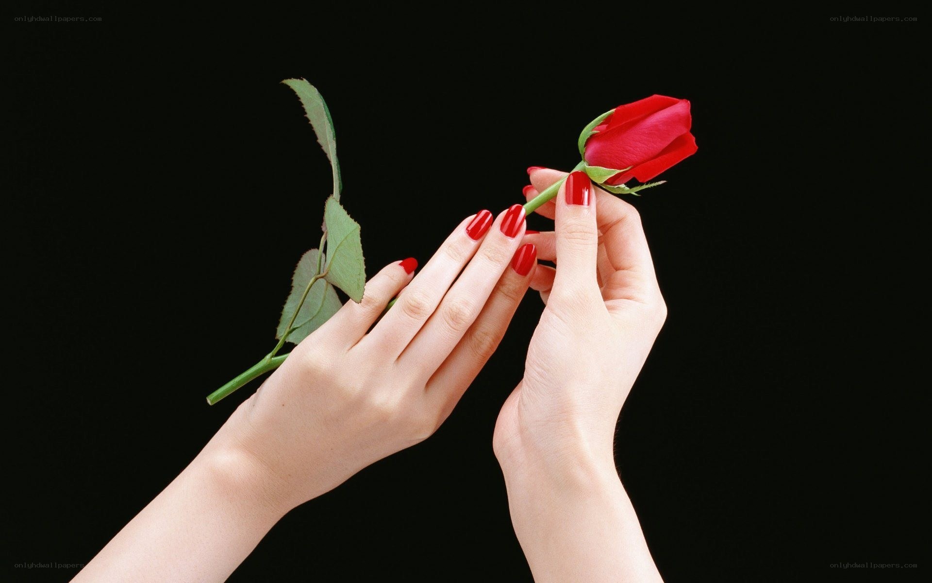 hands holding a red rose