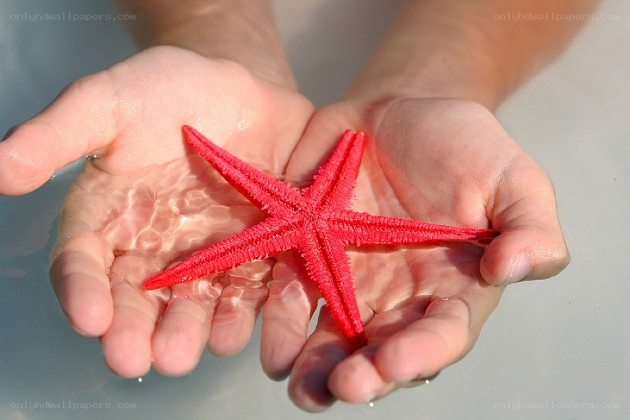 hands holding a red starfish