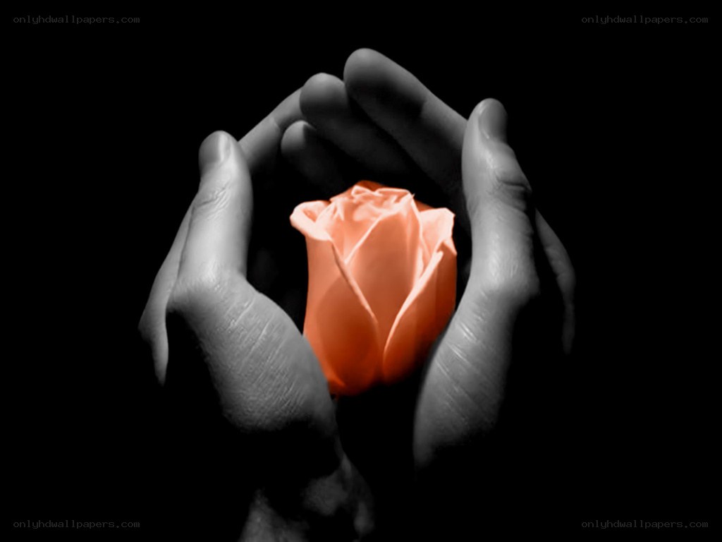hands holding a rose