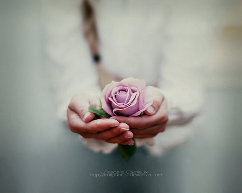 Hands Holding a Rose — Purple