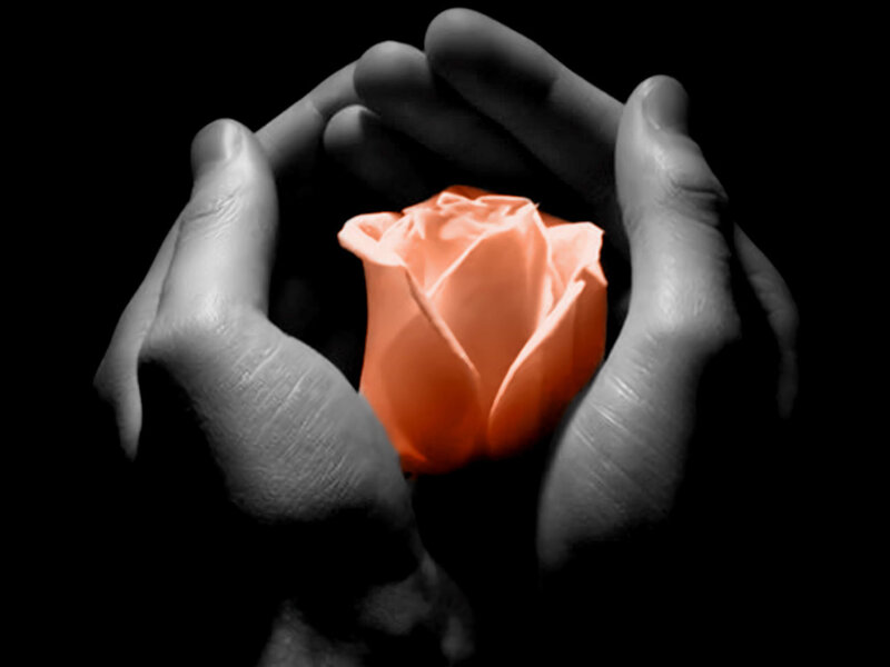 hands holding a rose