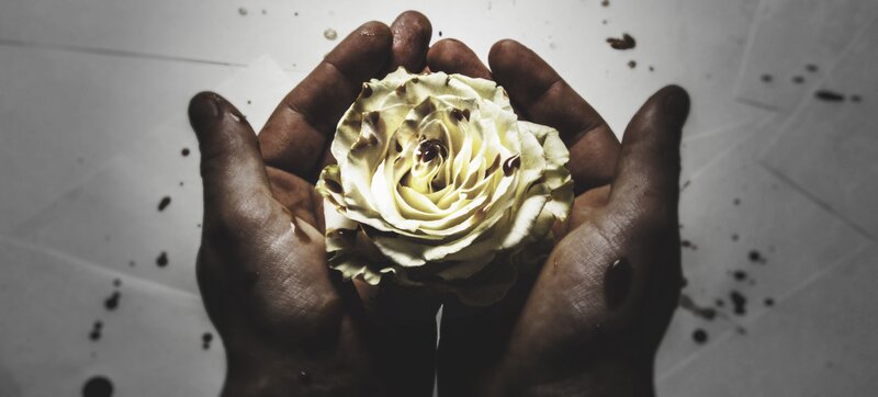 Hands Holding a Rose — White