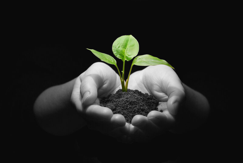 hands holding a seedling