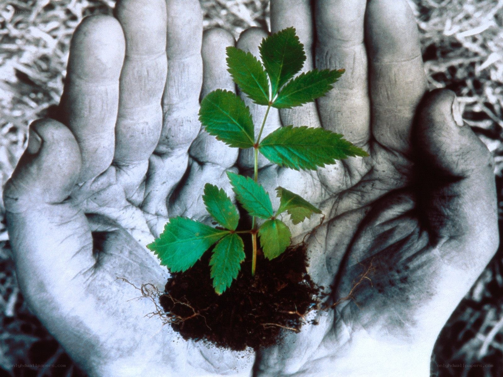 hands holding a seedling