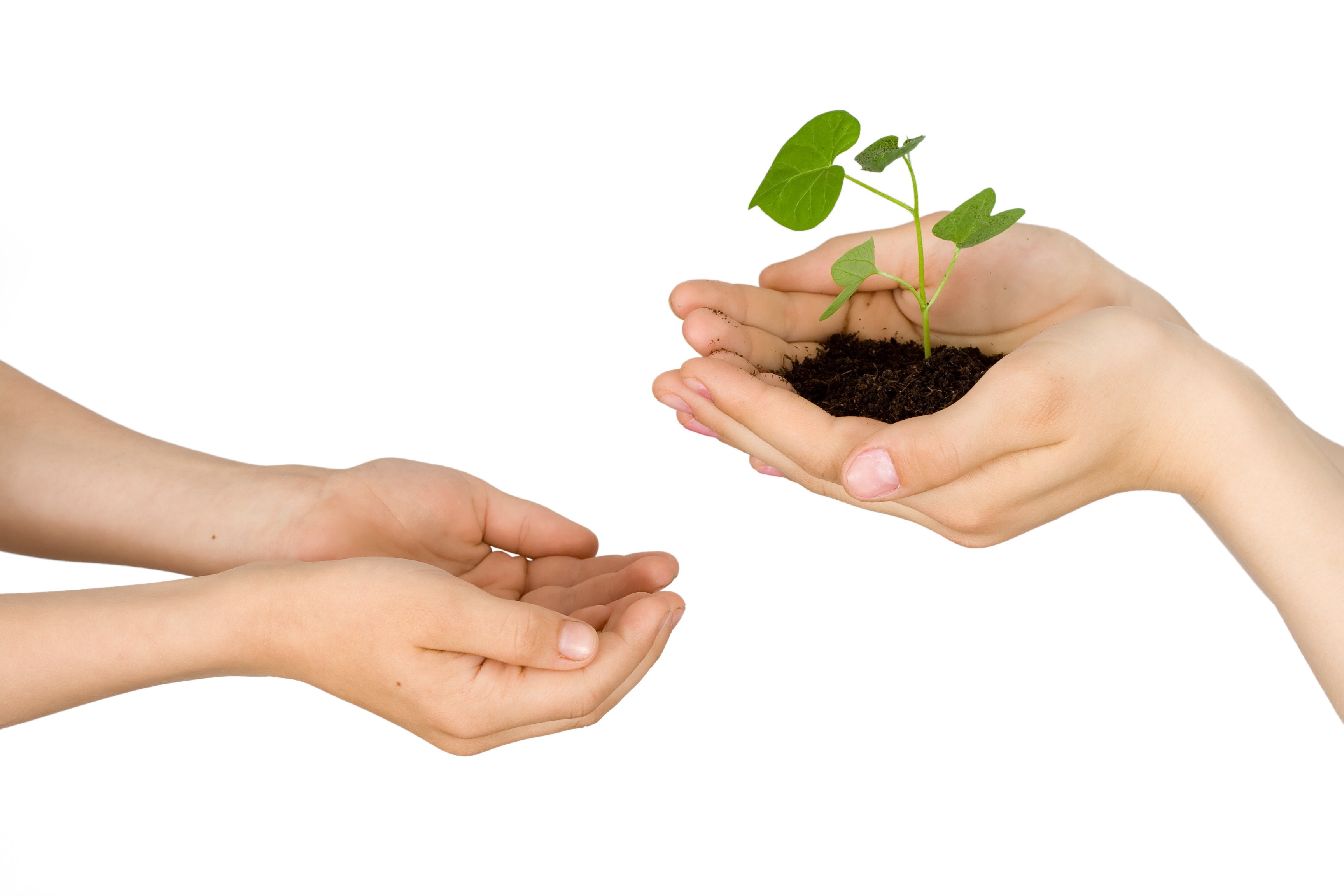 hands holding a seedling